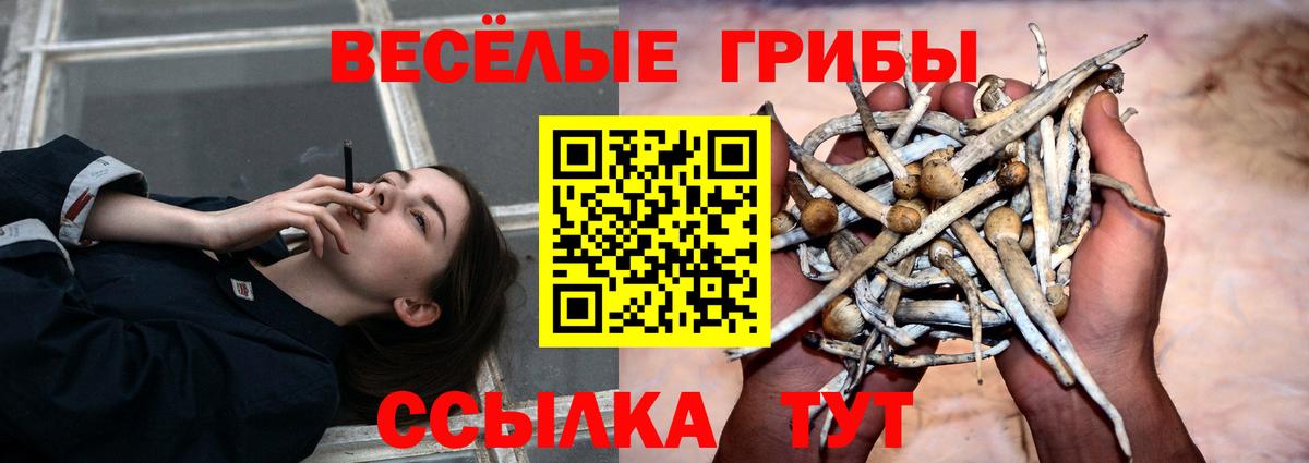 Псилоцибиновые грибы Psilocybine cubensis  Галлюциногенные грибы Cubensis  Вход с VPN  Новокузнецк 